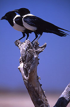 hooded crows namibia